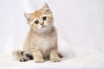 The British Shorthair Cat in room