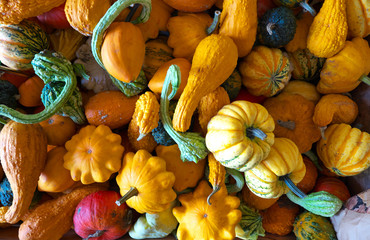 Kürbis Zierkürbis Ackerbau Farben Bunt Natur Frucht Feld Acker
