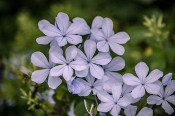 cape leadwort