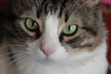 Obraz premium Beautiful portrait of a cat with amazing geen eyes and with pink nose