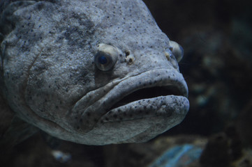 Large gray fish in the tank