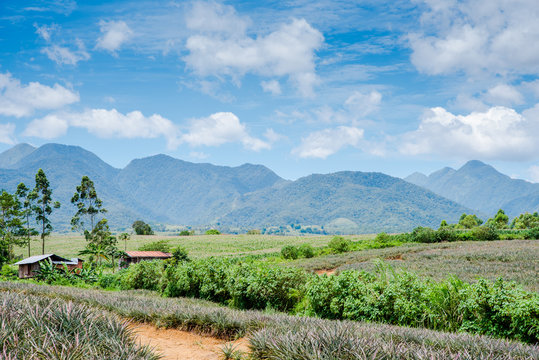 Pineapple plantation at Malaybalay, Bukidnon, Philippines