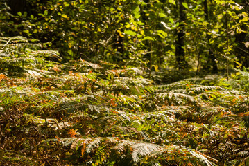 Puszcza Knyszyńska, Podlasie, Polska © podlaski49