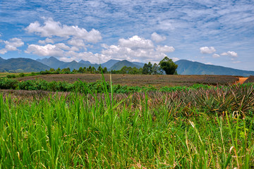 Pineapple plantation at Malaybalay, Bukidnon, Philippines