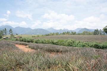 Fototapeta na wymiar Pineapple plantation at Malaybalay, Bukidnon, Philippines