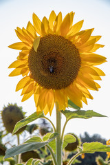 Sunflower on pale sky, bee pollinating