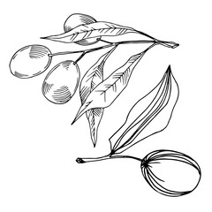 Vector Olive branch with fruit. Black and white engraved ink art. Isolated olive illustration element.
