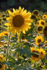 Sunflower in field
