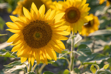 Sunflower closeup