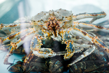 king crab. Closeup landscape picture of a live king crab on a steel tabled outside
