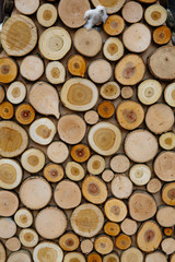 texture of round saw cut tree branches