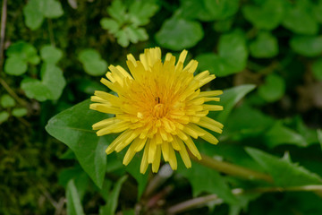 Dandelion with small bug on it