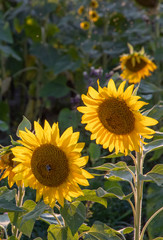 Obraz premium Sunflowers in field
