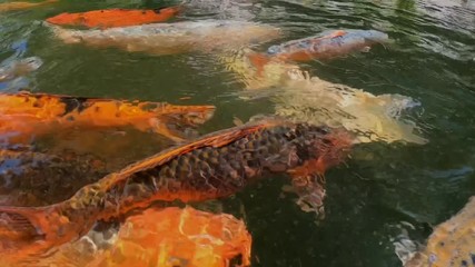 Close-up bright orange red carps in china