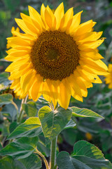 Fototapeta premium Sunflower closeup