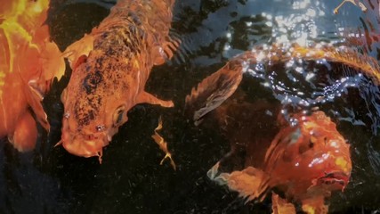 Close-up bright orange red carps in china