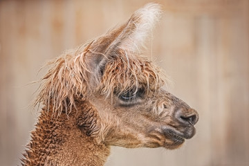 Portrait of Alpaca