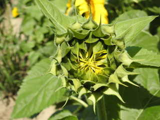 Closed sunflower