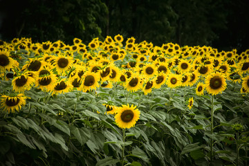 Sunflower.Sunflower natural background.Sunflowers blooming in farm 