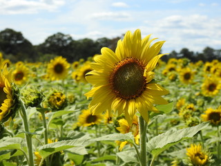 field of sunflowers