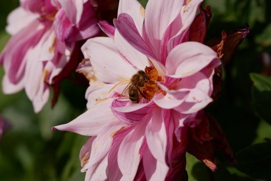 Dhalie mit Biene