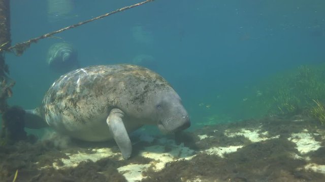 Four federally protected West Indian Manatees (Trichechus manatus) swim toward then around the camera as they move to their morning feeding grounds. Note the scars on them due to boat propellers. 