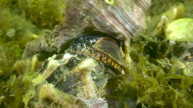 Escargot, accouplement