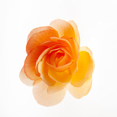 begonia flower on the white background