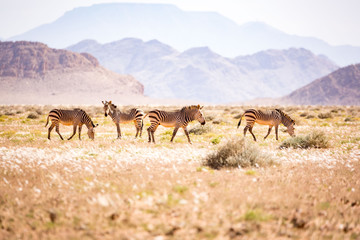 A group of desert zebras grassing in front of a mountainous landscape, Namibia, Africa