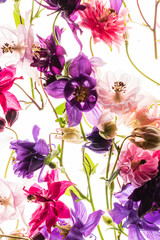 aquilegia flowers on the white background
