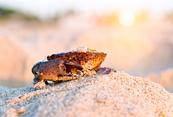 crab