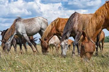 mare and young foal