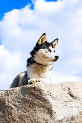 traveling with huskies
