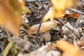 Porcini boletus mushroom in the woods