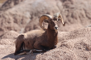 Big Horn Sheep, Native to North America. True endurance.