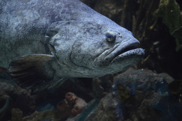 Large gray fish in the tank