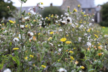 Meadow flowers in white and yellow in autumn going to seed