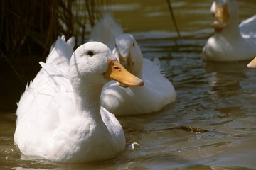 White Pekin Ducks 
