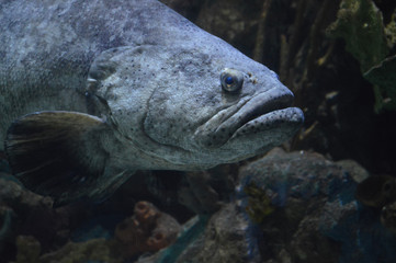 Large gray fish in the tank