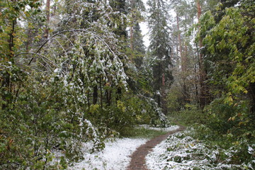 First snow fall in autumn forest with colorful foliage and wet path