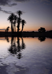 Fototapeta na wymiar Palm Trees near the Lake at Sunrise