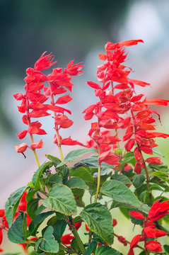 Photo of a lot of beautiful flowers Salvia coccinea in the garden. They are often called blood, tropical, Texas, scarlet sage.