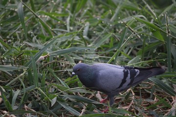 pigeon in the park