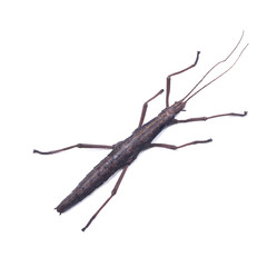 Two-Striped Walking Stick, Anisomorpha ferruginea,  female.   Isolated on a white background