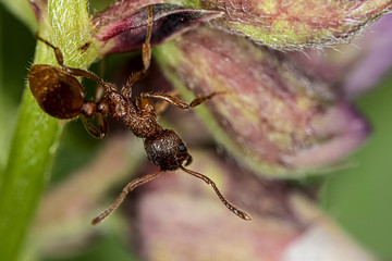 close up of an ant on a flower