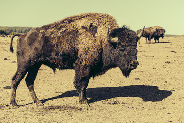 Bison, Bulle