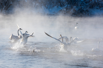 Whooper swans swimming in the lake, Altai, Russia