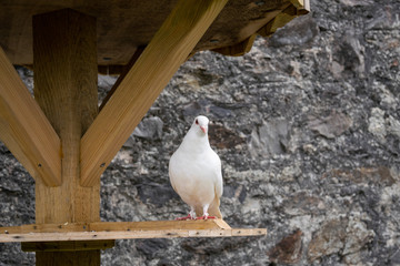 A dove resting by the dovecote