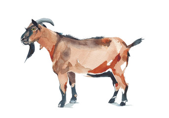 Goat farm animal watercolor painting illustration isolated on white background