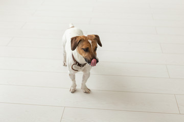 Jack Russell Terrier, studio, pet concept - a dog jack russell over the white background